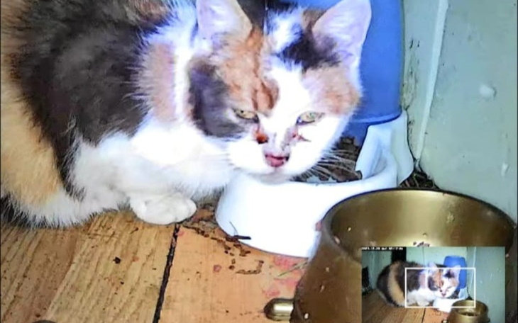 Kot z raną na pyszczku, w tle miska z jedzeniem.