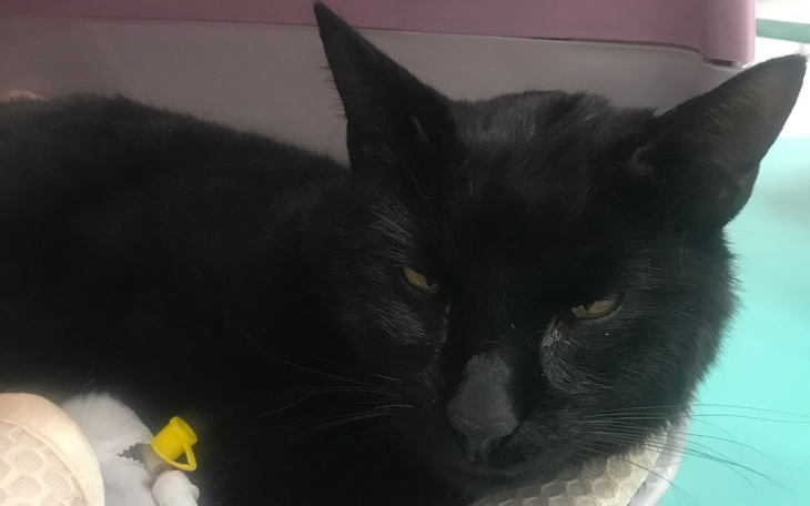 Zbiórka Jeszcze nie czas na ciebie Kotku - zdjęcie główne