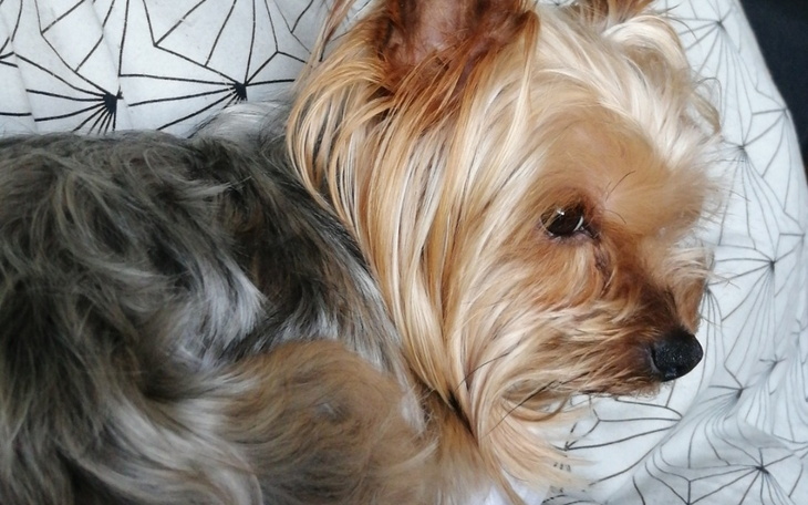 Zbiórka Pomoc dla kochanego pieska - zdjęcie główne