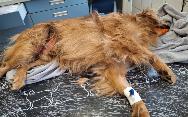 Pies w klinice weterynaryjnej po operacji.