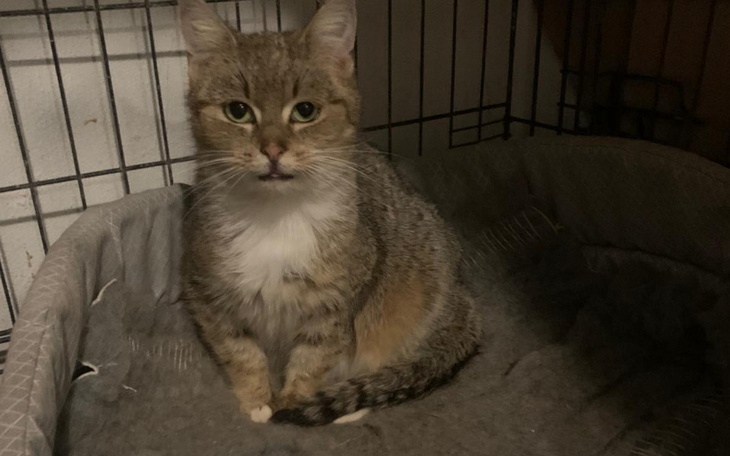 Kot siedzący w klatce, z ciekawym wyrazem twarzy.