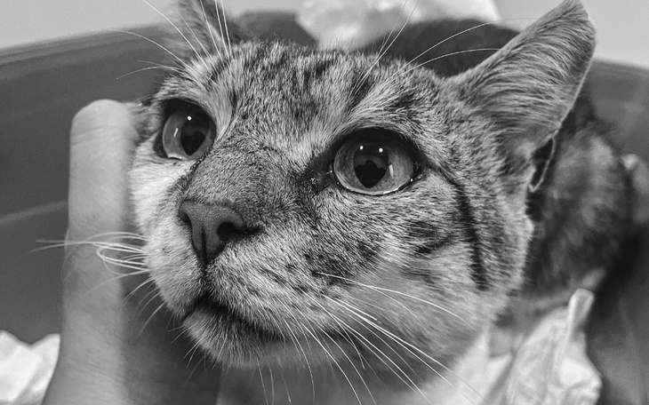 Zbiórka Cierpiący Boluś walczy o życie - zdjęcie główne