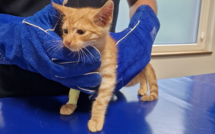 Zbiórka Kotek wyrzucony na targu - zdjęcie główne