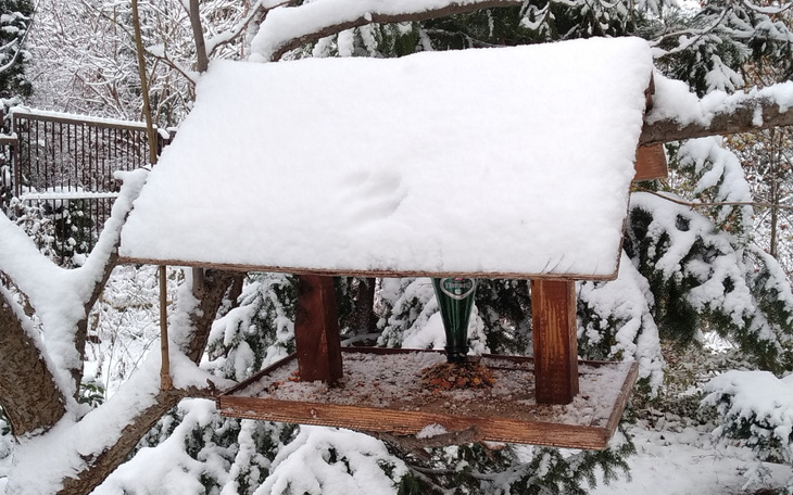 Zbiórka Rzuć piątaka na ziarno dla ptaka - zdjęcie główne