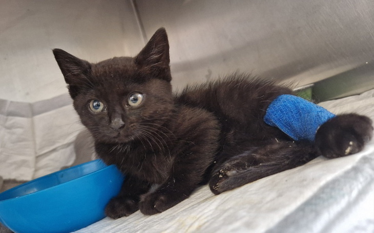 Zbiórka Na pomoc kociakom w potrzebie - zdjęcie główne