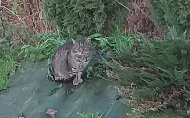 Zbiórka Koty na ulicy bez jedzenia - zdjęcie główne