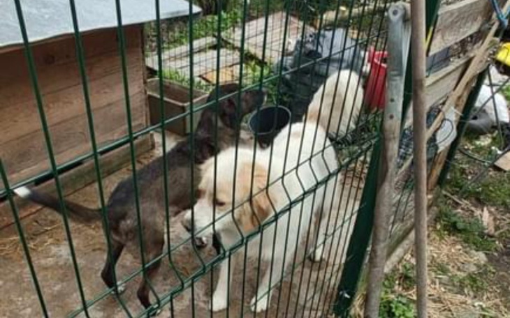 Zbiórka Transport dwóch piesków - zdjęcie główne