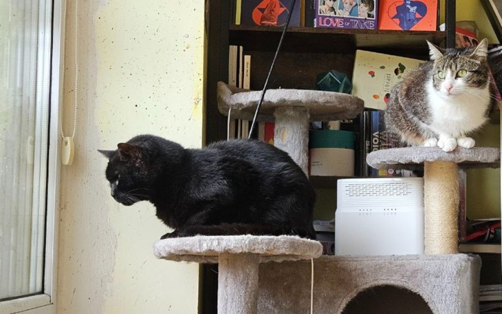 Dwa koty na drapaku, jeden czarny, drugi w paski, obserwujący otoczenie.