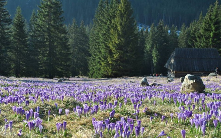 Zbiórka Na ratunek krokusom - zdjęcie główne