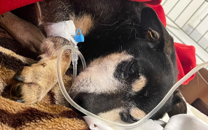 Zbiórka Pompa infuzyjna dla schroniska - zdjęcie główne