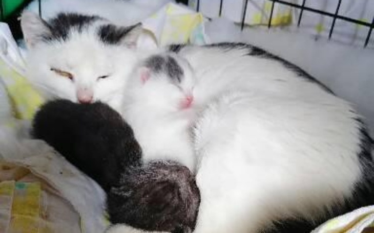 Zbiórka Znaleziona kotka z dziećmi - zdjęcie główne