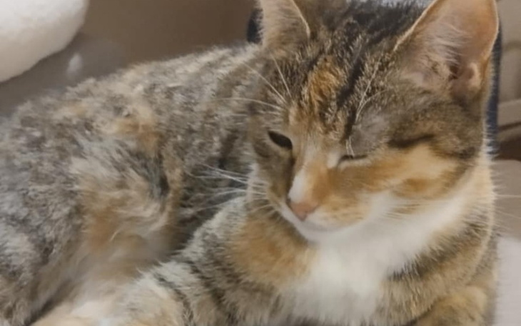 Kot leżący na kanapie, z zamkniętym okiem.