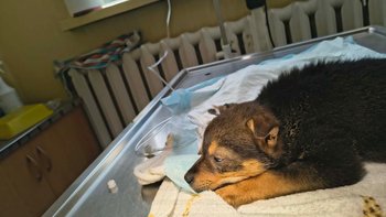 Zbiórka Parwowiroza - miniaturka zdjęcia