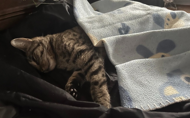 Zbiórka TajemniczaChorobaZabijaTuptusia - zdjęcie główne