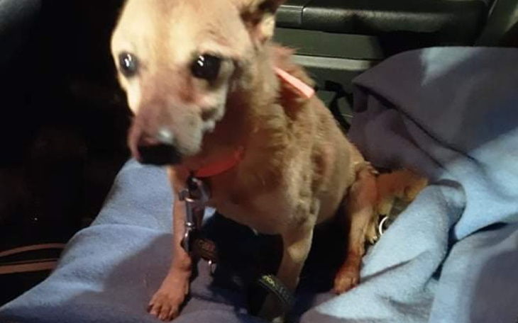 Zbiórka Ile jest warte życie psa.. - zdjęcie główne