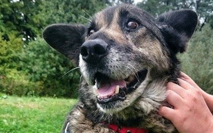 Zbiórka Schronisko na podwórku - zdjęcie główne