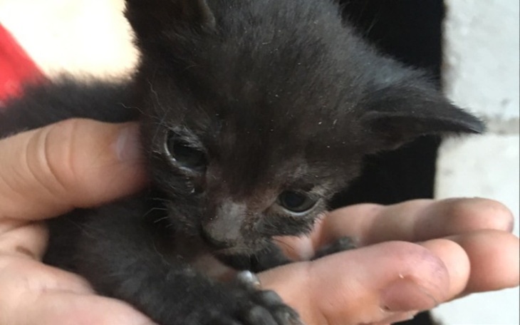 Mały czarny kotek trzymany w dłoni, wygląda na ciekawskiego.
