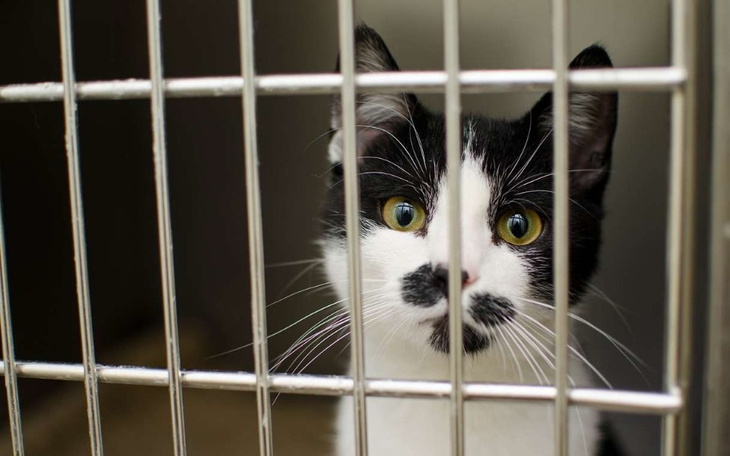 Zbiórka Na karmę dla kotów i psow - zdjęcie główne