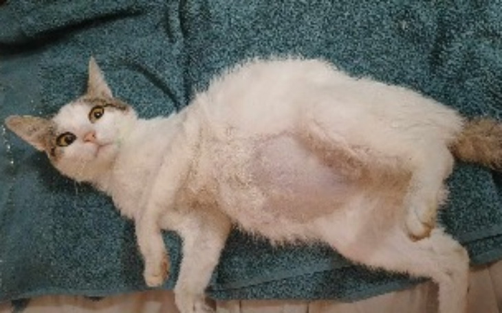 Kot leżący na ręczniku, z wyraźnym spojrzeniem.