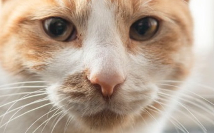 Zbiórka Ratujmy Goldie - zdjęcie główne