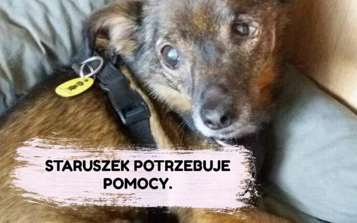 Zbiórka Staruszek Davos prosi o pomoc. - zdjęcie główne