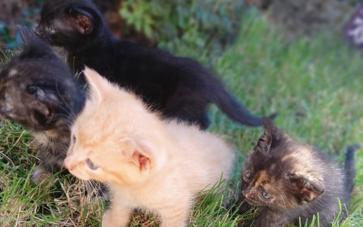 Zbiórka Kociaki do adopcji - zdjęcie główne