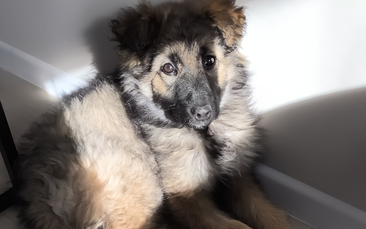 Szczeniak w promieniach słońca, siedzący na podłodze.