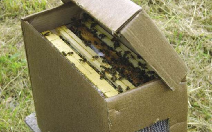Zbiórka Na zakup pszczół odkłady - zdjęcie główne