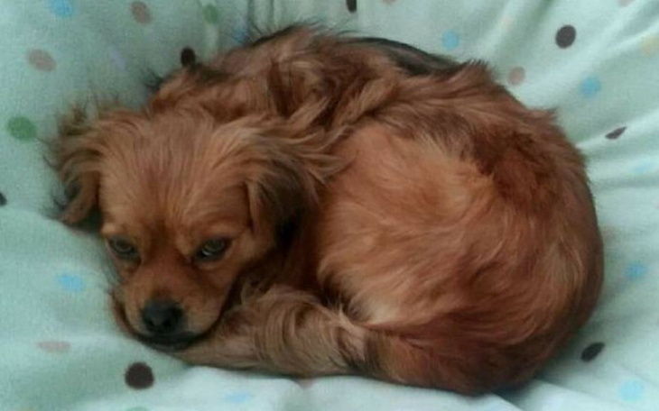 Zbiórka Sterylizacja Tosi i Rudej - zdjęcie główne