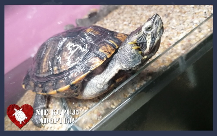 Zbiórka Pieniądze na aksesoria dla żółwi - zdjęcie główne