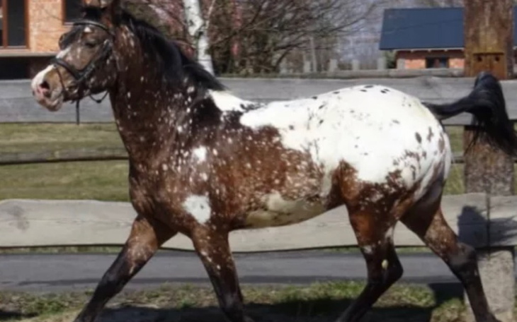 Zbiórka Zbieram na konia Gumisia - zdjęcie główne