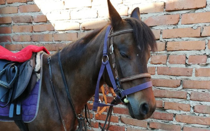 Zbiórka Niezbędny sprzęt do jazdy konnej - zdjęcie główne