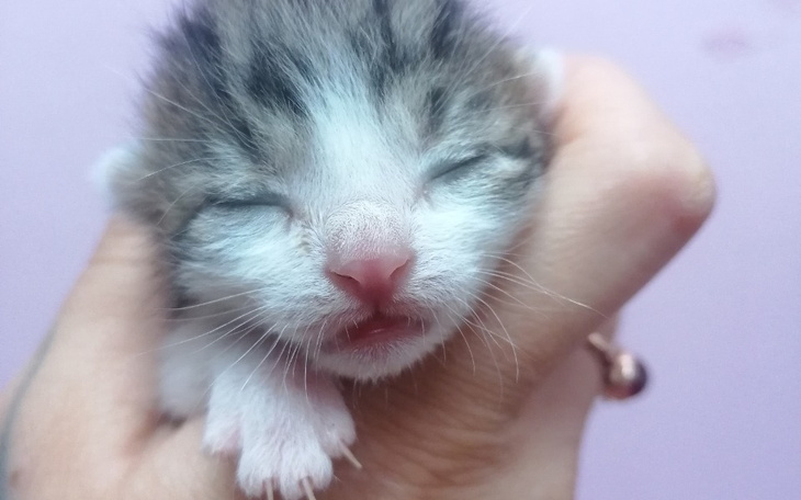 Zbiórka Kocie dziecko - zdjęcie główne