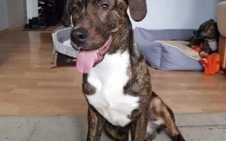 Zbiórka Kastracja Piksela - zdjęcie główne