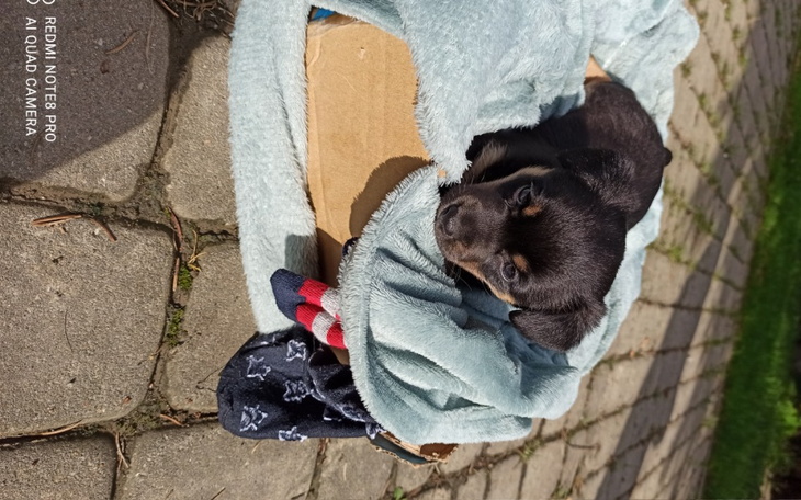 Zbiórka na małego pieska i jedzenie - zdjęcie główne