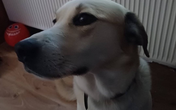 Pies patrzący w stronę obiektywu, z wyraźnym zainteresowaniem.