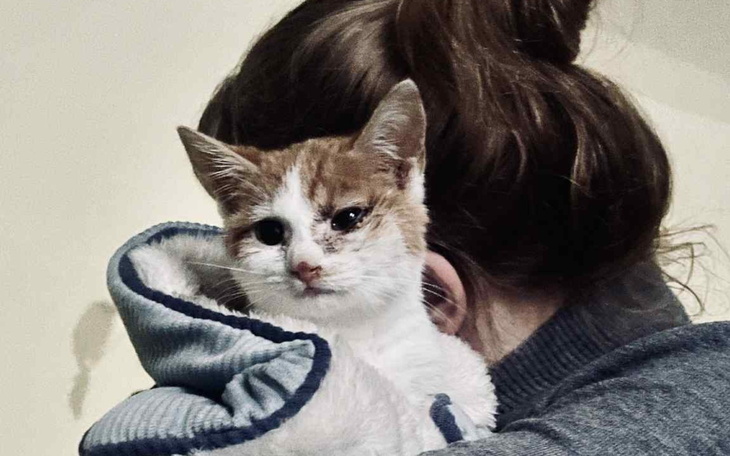 Kot trzymany na rękach przez osobę, z wyrazem twarzy pełnym ciekawości.