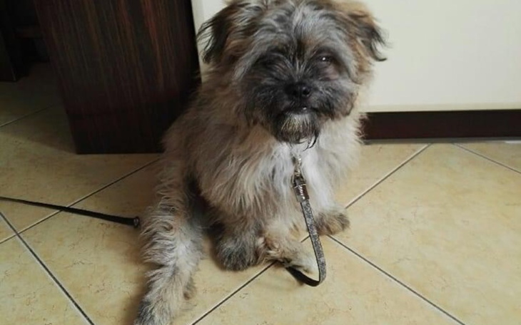 Zbiórka Puszek transport i kastracja - zdjęcie główne