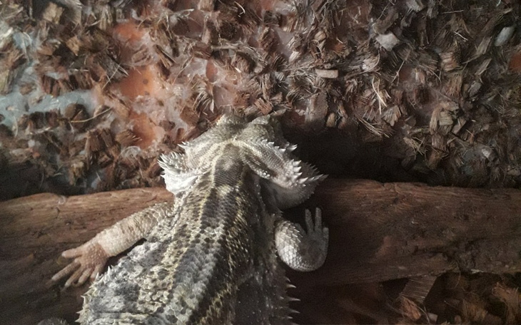 Zbiórka Samotna potrzebuje pomocy - zdjęcie główne