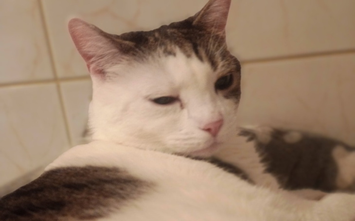 Zbiórka Pomóżmy chorej Kici - zdjęcie główne