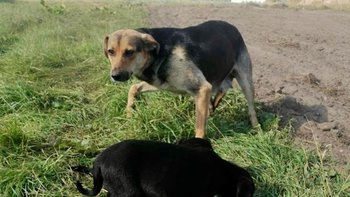 Zbiórka Beti bezdomna sunia z pola - miniaturka zdjęcia