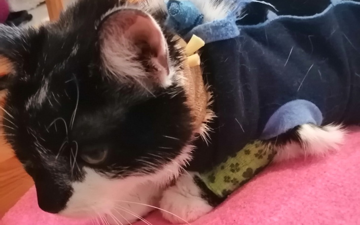 Zbiórka Leczenie ciężko chorej kotki - zdjęcie główne