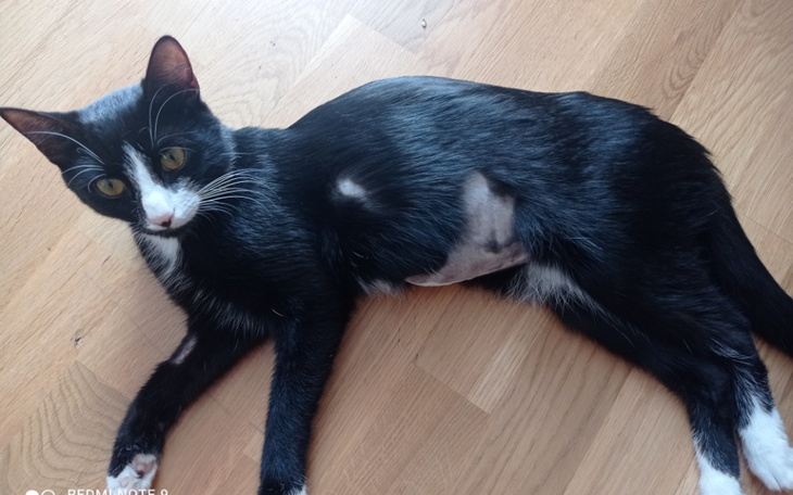 Zbiórka Na lek dla kota Leo z FIP - zdjęcie główne