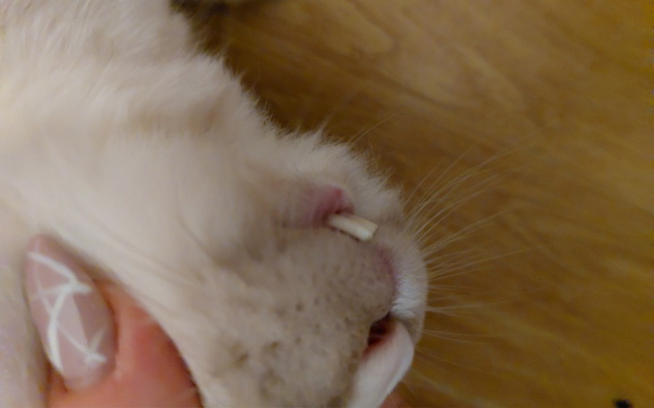 Zbiórka Na zabieg usunięcia zębów krolik - zdjęcie główne