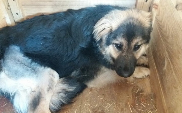 Zbiórka Hotelik dla Shili - zdjęcie główne