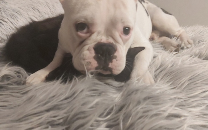 Zbiórka Ratunek dla Ediego - zdjęcie główne