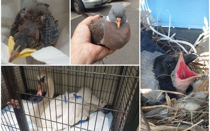 Zbiórka ptasie głodomory - zdjęcie główne