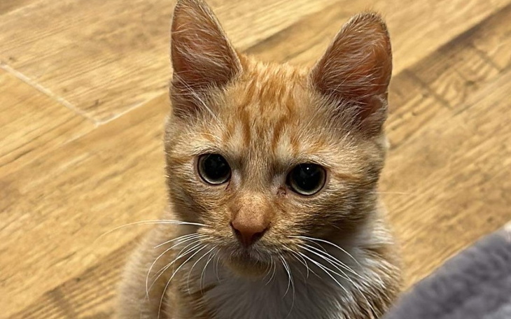 Zbiórka Bigos ma padaczkę proszę o pomoc - zdjęcie główne