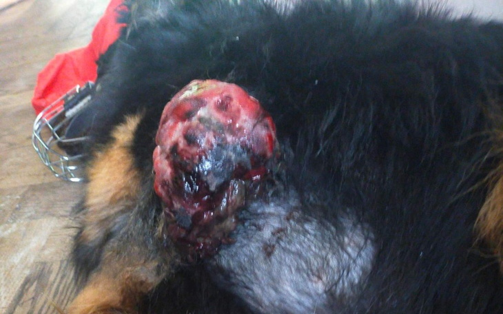 Zbiórka Uratowanie łapki psa - zdjęcie główne