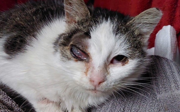 Zbiórka Nasza walka o przetrwanie kotów - zdjęcie główne